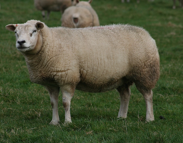 AV ewe 3.jpg
